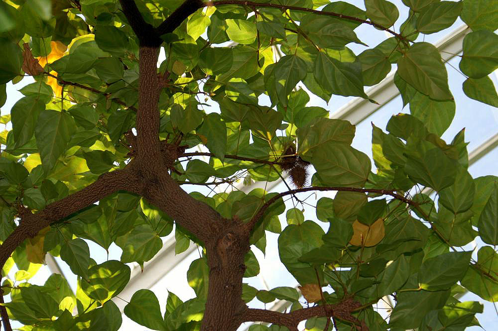 Location taken: the New York Botanical Garden. Names: Bixa orellana L., - Orlean-Drvo, A Chi O Te, a Na To, Açafroa, Açafroa Do Brasil, Açafroeira-Da-Terra, A-Ci-O-Te, A-Na-To, Açafroa-Do-Brasil, Acafroeira Da Terra (Brazil), Achihuite (Colombia), Achiote, Achiote Caspi, Achiotl (Nahuatl), Achiwiti, Achote, Achote (Panama), Achuete, Achwete, Ačiote, Anato, anatoo, Anatto, Anatto Tree, Anattosamen, Anattostrauch, Annaatto, Annata, Annato, Annato (Brazil), Annatobusken, Annatopõõsa, Annatto, Annatto Plant, Annatto Seeds, Annatto Tree, Annattobuske, Annattosamen, Annattostrauch, Annotto, Anotto, Arnatto, Arnota, Arnota właściwa, Arnotto Dye Plant, Asuete, Atole, Atsuete, Be-Ni-No-Ki, Beni No Ki,Beninoki, Bija, Bija (Puerto Rico), Bija; Anatto, Bijol, bik Sa Sok, biksa, Biksa Orel´ina, Bixa, Bjoul, Cappirā, Châm´ Puu, Châm´ Puu Chrâluëk´, Chacuanguarica (Puerto Rico), Colorau, Dažinė urlija, Diêù Nhuôm, Dok Kham, Echuete, Galuga, Hong Mu, Ht Iu Màu, Induriya, Jabra, Jarak Belanda, Kam