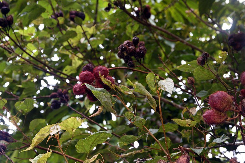 Location taken: Wilson Botanical Garden, Las Cruces Biological Station, Costa Rica. Names: Bixa orellana L., - Orlean-Drvo, A Chi O Te, a Na To, Açafroa, Açafroa Do Brasil, Açafroeira-Da-Terra, A-Ci-O-Te, A-Na-To, Açafroa-Do-Brasil, Acafroeira Da Terra (Brazil), Achihuite (Colombia), Achiote, Achiote Caspi, Achiotl (Nahuatl), Achiwiti, Achote, Achote (Panama), Achuete, Achwete, Ačiote, Anato, anatoo, Anatto, Anatto Tree, Anattosamen, Anattostrauch, Annaatto, Annata, Annato, Annato (Brazil), Annatobusken, Annatopõõsa, Annatto, Annatto Plant, Annatto Seeds, Annatto Tree, Annattobuske, Annattosamen, Annattostrauch, Annotto, Anotto, Arnatto, Arnota, Arnota właściwa, Arnotto Dye Plant, Asuete, Atole,Atsuete, Be-Ni-No-Ki, Beni No Ki, Beninoki, Bija, Bija (Puerto Rico), Bija; Anatto, Bijol, bik Sa Sok, biksa, Biksa Orel´ina, Bixa, Bjoul, Cappirā, Châm´ Puu, Châm´ Puu Chrâluëk´, Chacuanguarica (Puerto Rico), Colorau, Dažinė urlija, Diêù Nhuôm, Dok Kham, Echuete, Galuga, Hong Mu, Ht Iu Màu,