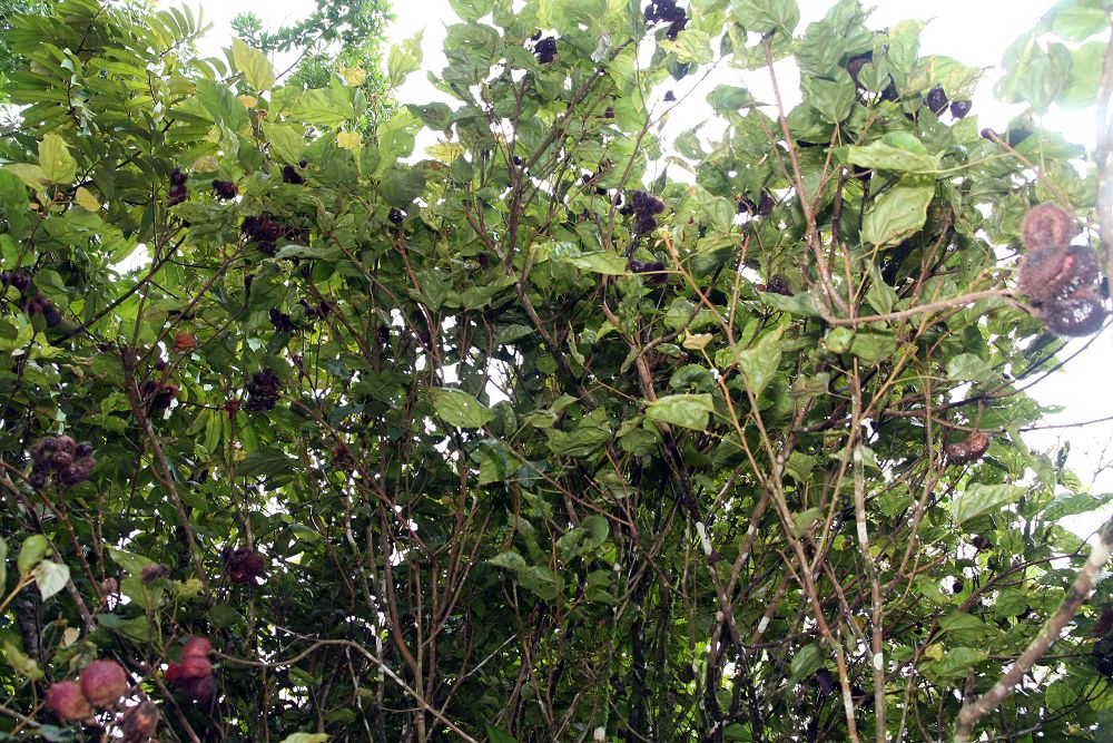 Location taken: Wilson Botanical Garden, Las Cruces Biological Station, Costa Rica. Names: Bixa orellana L., - Orlean-Drvo, A Chi O Te, a Na To, Açafroa, Açafroa Do Brasil, Açafroeira-Da-Terra, A-Ci-O-Te, A-Na-To, Açafroa-Do-Brasil, Acafroeira Da Terra (Brazil), Achihuite (Colombia), Achiote, Achiote Caspi, Achiotl (Nahuatl), Achiwiti, Achote, Achote (Panama), Achuete, Achwete, Ačiote, Anato, anatoo, Anatto, Anatto Tree, Anattosamen, Anattostrauch, Annaatto, Annata, Annato, Annato (Brazil), Annatobusken, Annatopõõsa, Annatto, Annatto Plant, Annatto Seeds, Annatto Tree, Annattobuske, Annattosamen, Annattostrauch, Annotto, Anotto, Arnatto, Arnota, Arnota właściwa, Arnotto Dye Plant, Asuete, Atole,Atsuete, Be-Ni-No-Ki, Beni No Ki, Beninoki, Bija, Bija (Puerto Rico), Bija; Anatto, Bijol, bik Sa Sok, biksa, Biksa Orel´ina, Bixa, Bjoul, Cappirā, Châm´ Puu, Châm´ Puu Chrâluëk´, Chacuanguarica (Puerto Rico), Colorau, Dažinė urlija, Diêù Nhuôm, Dok Kham, Echuete, Galuga, Hong Mu, Ht Iu Màu,