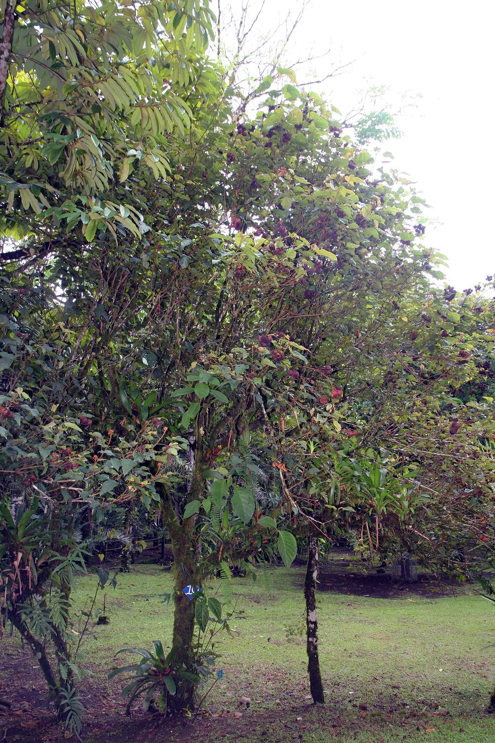 Location taken: Wilson Botanical Garden, Las Cruces Biological Station, Costa Rica. Names: Bixa orellana L., - Orlean-Drvo, A Chi O Te, a Na To, Açafroa, Açafroa Do Brasil, Açafroeira-Da-Terra, A-Ci-O-Te, A-Na-To, Açafroa-Do-Brasil, Acafroeira Da Terra (Brazil), Achihuite (Colombia), Achiote, Achiote Caspi, Achiotl (Nahuatl), Achiwiti, Achote, Achote (Panama), Achuete, Achwete, Ačiote, Anato, anatoo, Anatto, Anatto Tree, Anattosamen, Anattostrauch, Annaatto, Annata, Annato, Annato (Brazil), Annatobusken, Annatopõõsa, Annatto, Annatto Plant, Annatto Seeds, Annatto Tree, Annattobuske, Annattosamen, Annattostrauch, Annotto, Anotto, Arnatto, Arnota, Arnota właściwa, Arnotto Dye Plant, Asuete, Atole,Atsuete, Be-Ni-No-Ki, Beni No Ki, Beninoki, Bija, Bija (Puerto Rico), Bija; Anatto, Bijol, bik Sa Sok, biksa, Biksa Orel´ina, Bixa, Bjoul, Cappirā, Châm´ Puu, Châm´ Puu Chrâluëk´, Chacuanguarica (Puerto Rico), Colorau, Dažinė urlija, Diêù Nhuôm, Dok Kham, Echuete, Galuga, Hong Mu, Ht Iu Màu,