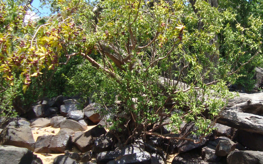 Myrciaria dubia