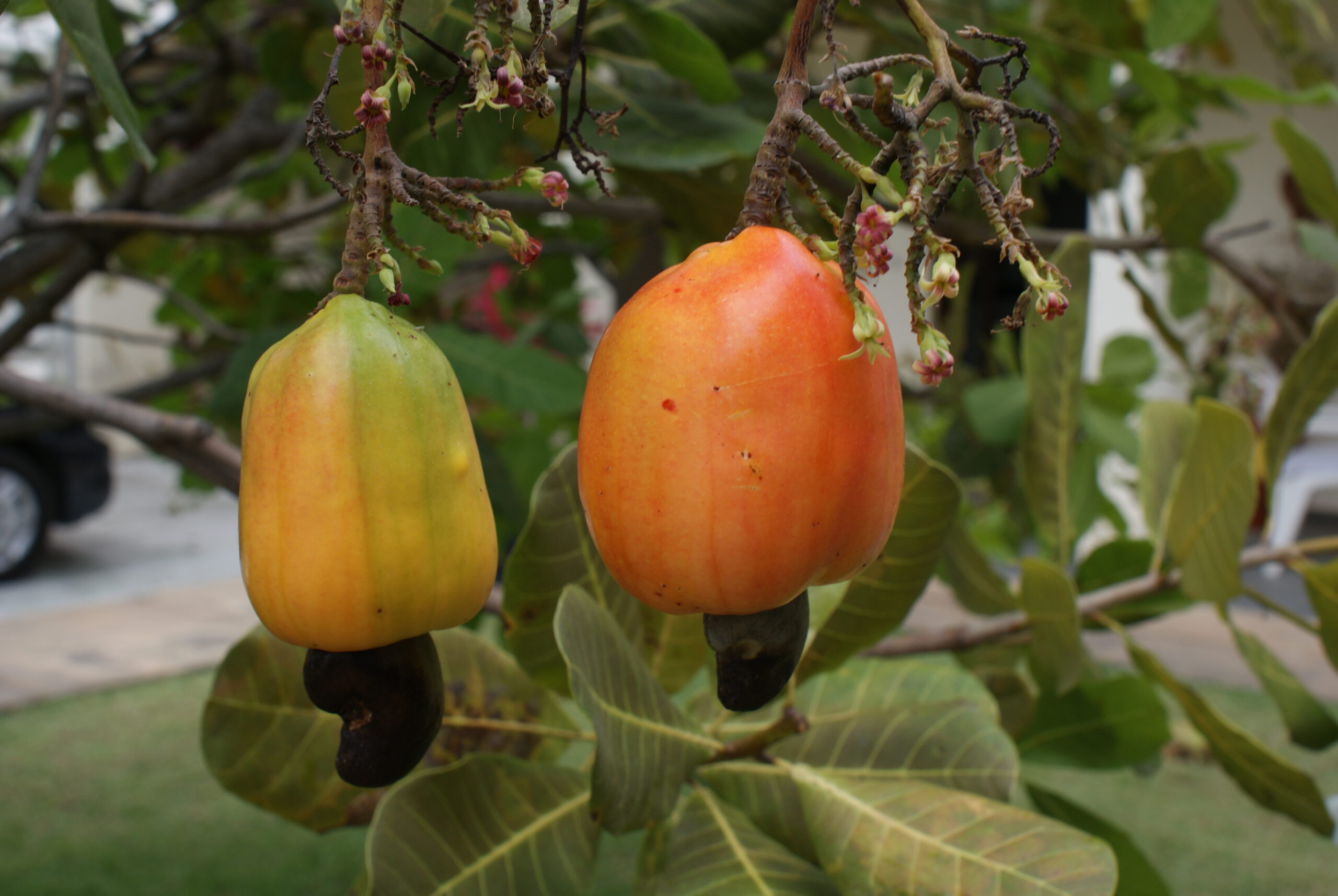 Cashew apple with nut - Caju