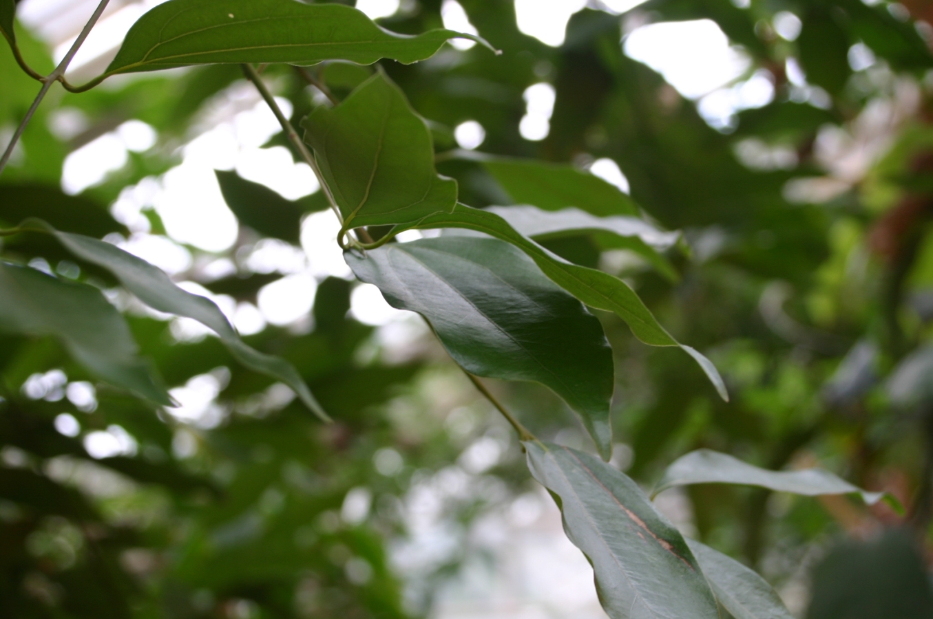 Cinnamomum verum: Foliage.