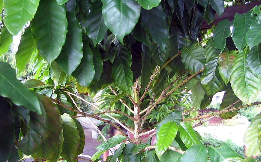 Location taken: the National Arboretum, Washington DC. Names: Coffea arabica L., Albero Del Caffè, Araabia kohvipuu, Arab kávé, Araba kofeo, Arabian Coffee, Arabiankahvi, Arabica Coffee, Arabica Kaffee, Arabicakaffee, Arabicakoffie, Arabika Koohii, Arabischer Kaffeebaum, Arabischer Kaffeebaum (Tree), Arabischer Kaffeestrauch, Arabischer Kaffeestrauch (Plant), Arabiskt kaffe, Arabski kavovec, Arbol Del Café, Arbusto Del Caffè, Bergkaffee, Buna, Càphê Arabica, Cà phê chè, Café, Café Arabica, Caféeiro, Caféier Commun, Caféier D´arabie, Cafe, Café arabica, Cafeiro, Cafeto, Cafeto Arábico, Cafeto De Arabia, Caffè, Caffe, Capie Cottay, Chaabe, Coffee, Coffee Plant, Coffeetree, Elive (Egypt), Gehve, Ikhofi, Ilikhofi, K´eo P´i Na Mu, Ka Fei, Ka Fei Dou (Bean), Ka Fei Shu (Tree), Kafae, Kafes, Kaffe, Kaffee, Kaffeebohne (Bean), Kaffeestrauch, Kahawa, Kahvé Oghadji, Kapé, Kaphiy yura, Kassent, Kávovník arabský, Kawa, Kawa (Quahwah), Kawa arabska, Kaweh, Kofe Arabica, Koffie, Koffieboom, Koffiestruik, Kofi, Koohii Noki, Kopi, Kopi arabika, Muhubva, Qahwa (Jordan), Tochem Keweh, Xiao Guo Ka Fei, Xiao Li Ka Fei, Ægte Kaffe, Ərəb qəhvəsi, Καφές Kafes, Арабіка, Кофе Арабика, Кофе аравийский, קפה ערביקה, قهوه عربی, കോഫി അറബിക, กาแฟ, 咖啡, 小果咖啡, 커피나 Classification: Plantae > Magnoliophyta > Magnoliopsida > Gentianales > Rubiaceae > Coffeeae > Coffea > Coffea arabica.