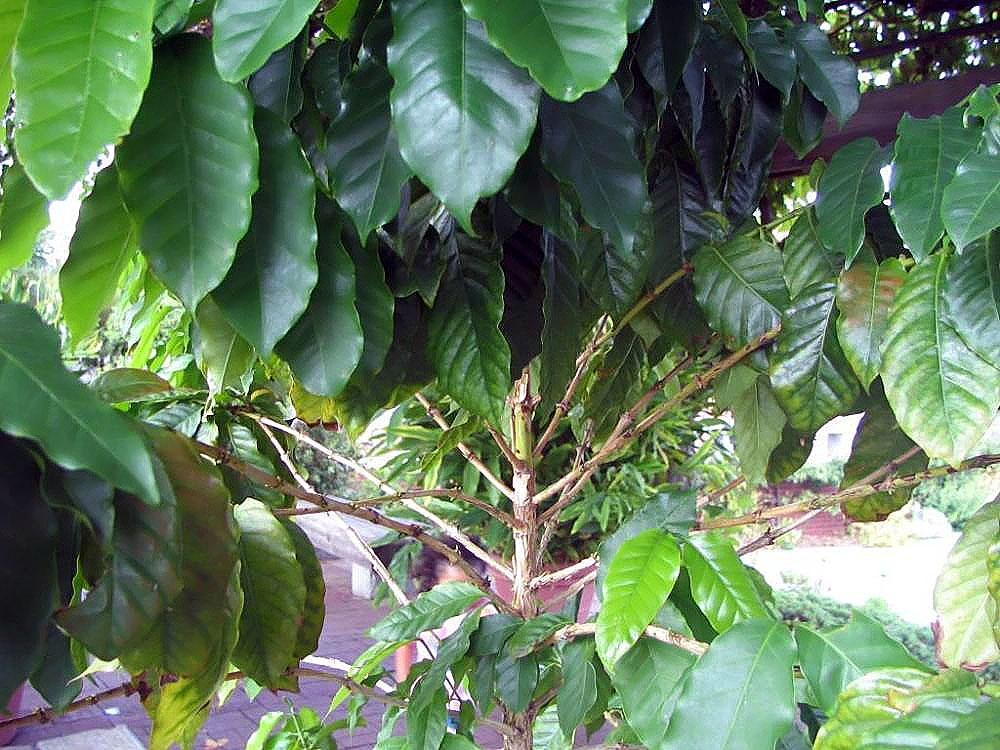 Location taken: the National Arboretum, Washington DC. Names: Coffea arabica L., Albero Del Caffè, Araabia kohvipuu, Arab kávé, Araba kofeo, Arabian Coffee, Arabiankahvi, Arabica Coffee, Arabica Kaffee, Arabicakaffee, Arabicakoffie, Arabika Koohii, Arabischer Kaffeebaum, Arabischer Kaffeebaum (Tree), Arabischer Kaffeestrauch, Arabischer Kaffeestrauch (Plant), Arabiskt kaffe, Arabski kavovec, Arbol Del Café, Arbusto Del Caffè, Bergkaffee, Buna, Càphê Arabica, Cà phê chè, Café, Café Arabica, Caféeiro, Caféier Commun, Caféier D´arabie, Cafe, Café arabica, Cafeiro, Cafeto, Cafeto Arábico, Cafeto De Arabia, Caffè, Caffe, Capie Cottay, Chaabe, Coffee, Coffee Plant, Coffeetree, Elive (Egypt), Gehve, Ikhofi, Ilikhofi, K´eo P´i Na Mu, Ka Fei, Ka Fei Dou (Bean), Ka Fei Shu (Tree), Kafae, Kafes, Kaffe, Kaffee, Kaffeebohne (Bean), Kaffeestrauch, Kahawa, Kahvé Oghadji, Kapé, Kaphiy yura, Kassent, Kávovník arabský, Kawa, Kawa (Quahwah), Kawa arabska, Kaweh, Kofe Arabica, Koffie, Koffieboom, Koffiestruik, Kofi, Koohii Noki, Kopi, Kopi arabika, Muhubva, Qahwa (Jordan), Tochem Keweh, Xiao Guo Ka Fei, Xiao Li Ka Fei, Ægte Kaffe, Ərəb qəhvəsi, Καφές Kafes, Арабіка, Кофе Арабика, Кофе аравийский, קפה ערביקה, قهوه عربی, കോഫി അറബിക, กาแฟ, 咖啡, 小果咖啡, 커피나 Classification: Plantae > Magnoliophyta > Magnoliopsida > Gentianales > Rubiaceae > Coffeeae > Coffea > Coffea arabica.