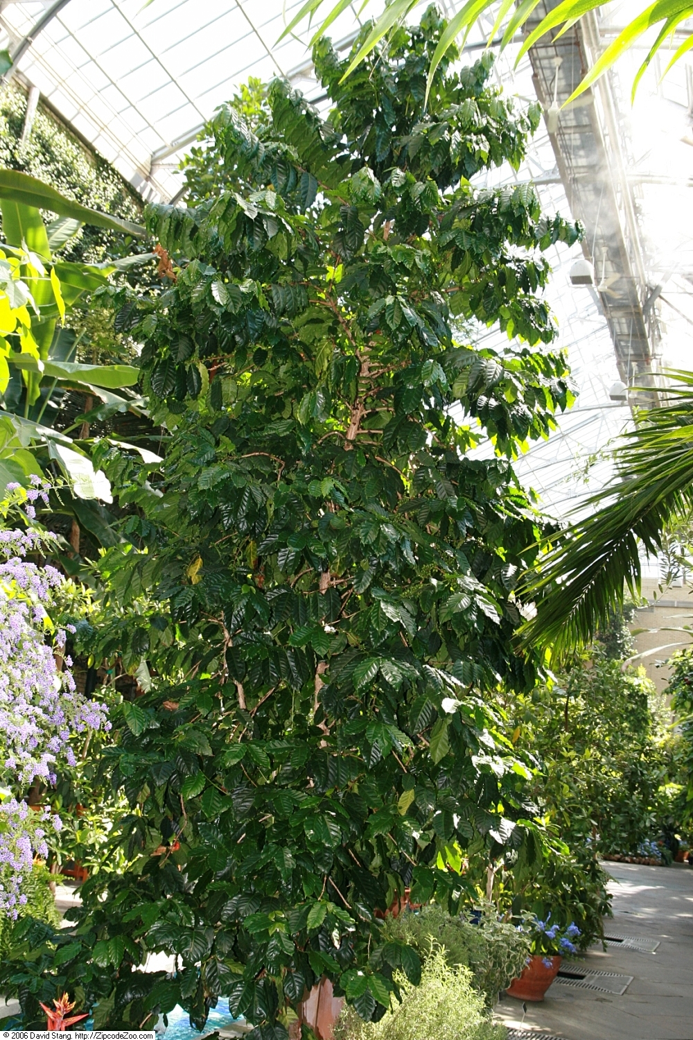 Location taken: United States Botanic Garden. Names: Coffea arabica L., Albero Del Caffè, Araabia kohvipuu, Arab kávé, Araba kofeo, Arabian Coffee, Arabiankahvi, Arabica Coffee, Arabica Kaffee, Arabicakaffee, Arabicakoffie, Arabika Koohii, Arabischer Kaffeebaum, Arabischer Kaffeebaum (Tree), Arabischer Kaffeestrauch, Arabischer Kaffeestrauch (Plant), Arabiskt kaffe, Arabski kavovec, Arbol Del Café, Arbusto Del Caffè, Bergkaffee, Buna, Càphê Arabica, Cà phê chè, Café, Café Arabica, Caféeiro, Caféier Commun, Caféier D´arabie, Cafe, Café arabica, Cafeiro, Cafeto, Cafeto Arábico, Cafeto De Arabia, Caffè, Caffe, Capie Cottay, Chaabe, Coffee, Coffee Plant, Coffeetree, Elive (Egypt), Gehve, Ikhofi, Ilikhofi, K´eo P´i Na Mu, Ka Fei, Ka Fei Dou (Bean), Ka Fei Shu (Tree), Kafes, Kaffe, Kaffee, Kaffeebohne (Bean), Kaffeestrauch, Kahawa, Kahvé Oghadji, Kapé, Kaphiy yura, Kassent, Kávovník arabský, Kawa, Kawa (Quahwah), Kawa arabska, Kaweh, Kofe Arabica, Koffie, Koffieboom, Koffiestruik, K