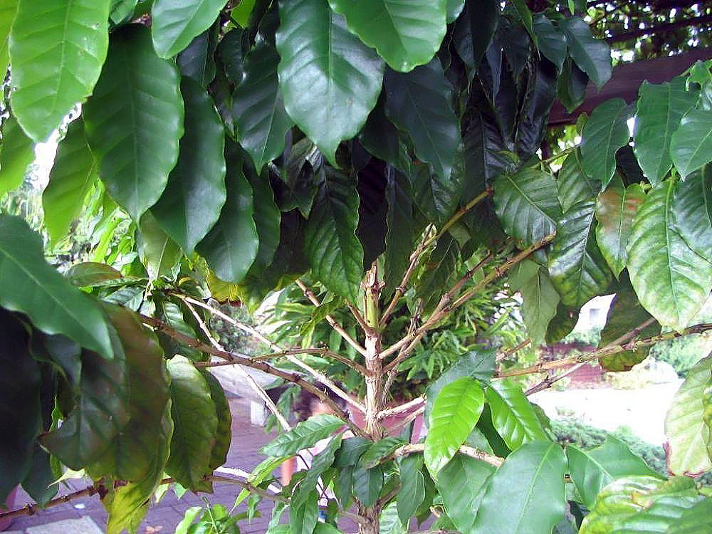 Location taken: the National Arboretum, Washington DC. Names: Coffea arabica L., Albero Del Caffè, Araabia kohvipuu, Arab kávé, Araba kofeo, Arabian Coffee, Arabiankahvi, Arabica Coffee, Arabica Kaffee, Arabicakaffee, Arabicakoffie, Arabika Koohii, Arabischer Kaffeebaum, Arabischer Kaffeebaum (Tree), Arabischer Kaffeestrauch, Arabischer Kaffeestrauch (Plant), Arabiskt kaffe, Arabski kavovec, Arbol Del Café, Arbusto Del Caffè, Bergkaffee, Buna, Càphê Arabica, Cà phê chè, Café, Café Arabica, Caféeiro, Caféier Commun, Caféier D´arabie, Cafe, Café arabica, Cafeiro, Cafeto, Cafeto Arábico, Cafeto De Arabia, Caffè, Caffe, Capie Cottay, Chaabe, Coffee, Coffee Plant, Coffeetree, Elive (Egypt), Gehve, Ikhofi, Ilikhofi, K´eo P´i Na Mu, Ka Fei, Ka Fei Dou (Bean), Ka Fei Shu (Tree), Kafae, Kafes, Kaffe, Kaffee, Kaffeebohne (Bean), Kaffeestrauch, Kahawa, Kahvé Oghadji, Kapé, Kaphiy yura, Kassent, Kávovník arabský, Kawa, Kawa (Quahwah), Kawa arabska, Kaweh, Kofe Arabica, Koffie, Koffieboom, Koffiestruik, Kofi, Koohii Noki, Kopi, Kopi arabika, Muhubva, Qahwa (Jordan), Tochem Keweh, Xiao Guo Ka Fei, Xiao Li Ka Fei, Ægte Kaffe, Ərəb qəhvəsi, Καφές Kafes, Арабіка, Кофе Арабика, Кофе аравийский, קפה ערביקה, قهوه عربی, കോഫി അറബിക, กาแฟ, 咖啡, 小果咖啡, 커피나 Classification: Plantae > Magnoliophyta > Magnoliopsida > Gentianales > Rubiaceae > Coffeeae > Coffea > Coffea arabica.