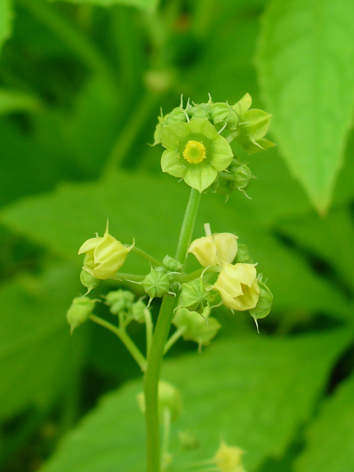 Cyclanthera pedata, Cucurbitaceae, Caigua, Achocha, Slipper Gourd, inflorescence; Botanical Garden KIT, Karlsruhe, Germany.