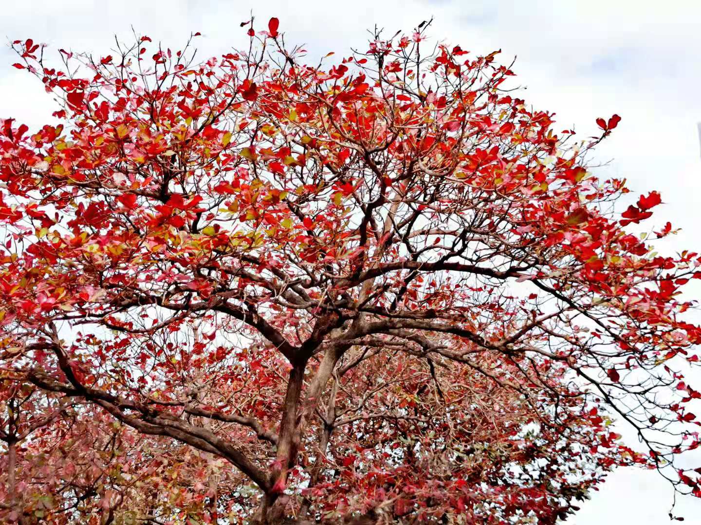 Terminalia catappa, in winter. Taichung, Taiwan.