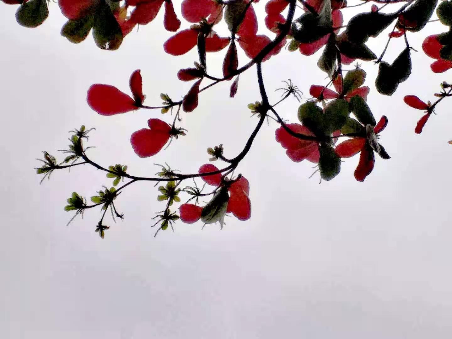 Terminalia catappa, in winter. Taichung, Taiwan.