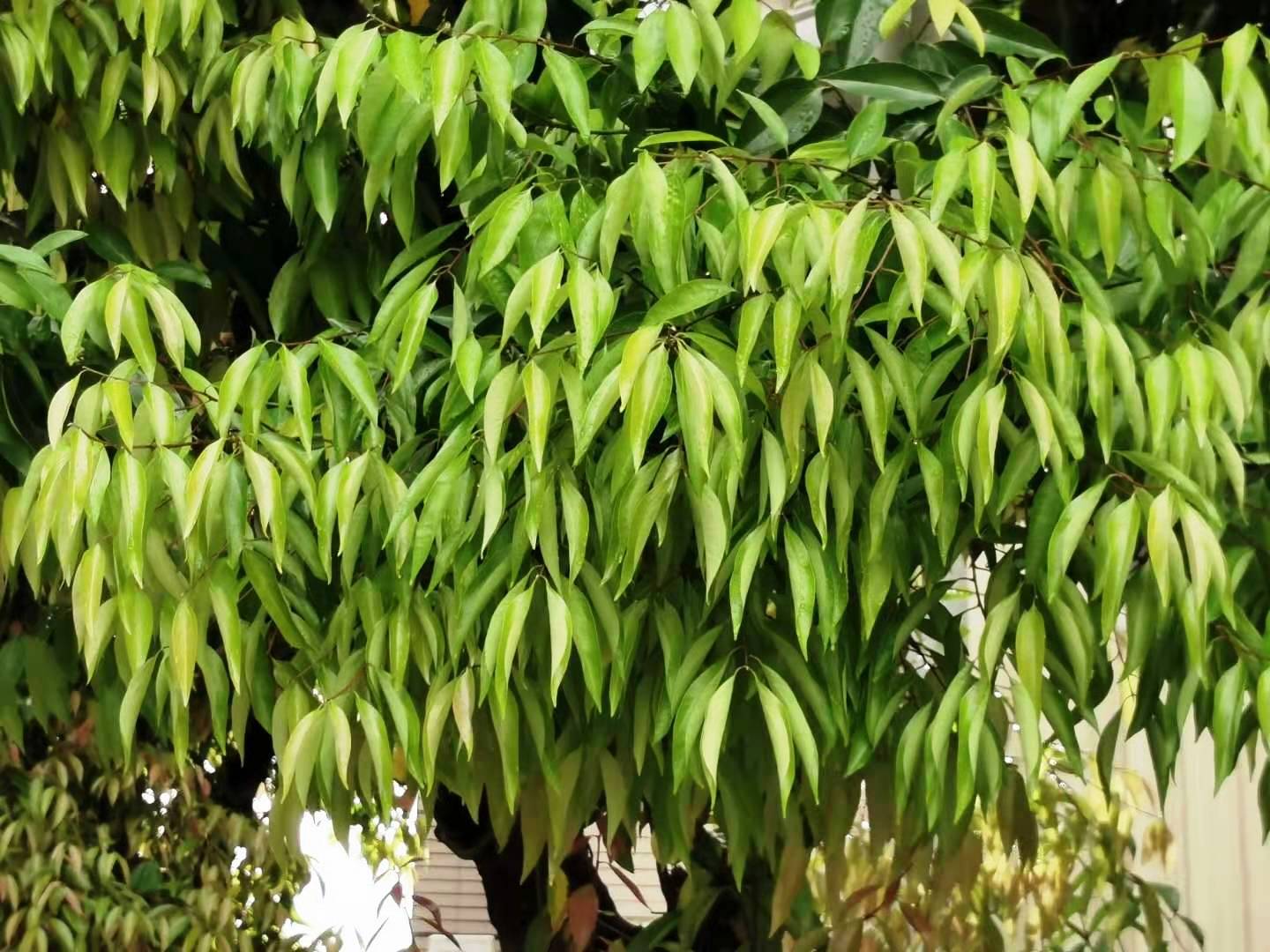 Cinnamomum burmanni is native to China. Aromatic oil can be extracted from its skin, leaves, and roots. Its bark is used as a substitute for cinnamon bark (Cinnamomum verum). The leaves can be used as a spice for preserved food and canned meat instead of laurel leaves. The core contains fat, which can be squeezed for industrial use. Wood is used for fine furniture and other fine work materials (Ref. https://www.iplant.cn/info/Cinnamomumburmanni). Photo taken in Taïchung, Taïwan.