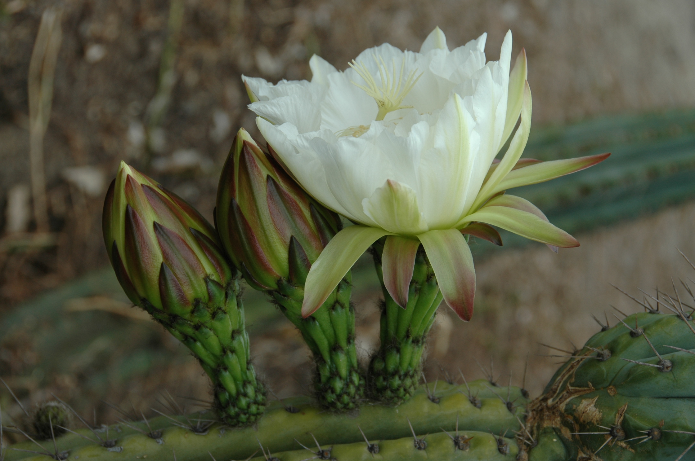 Echinopsis peruviana (1)