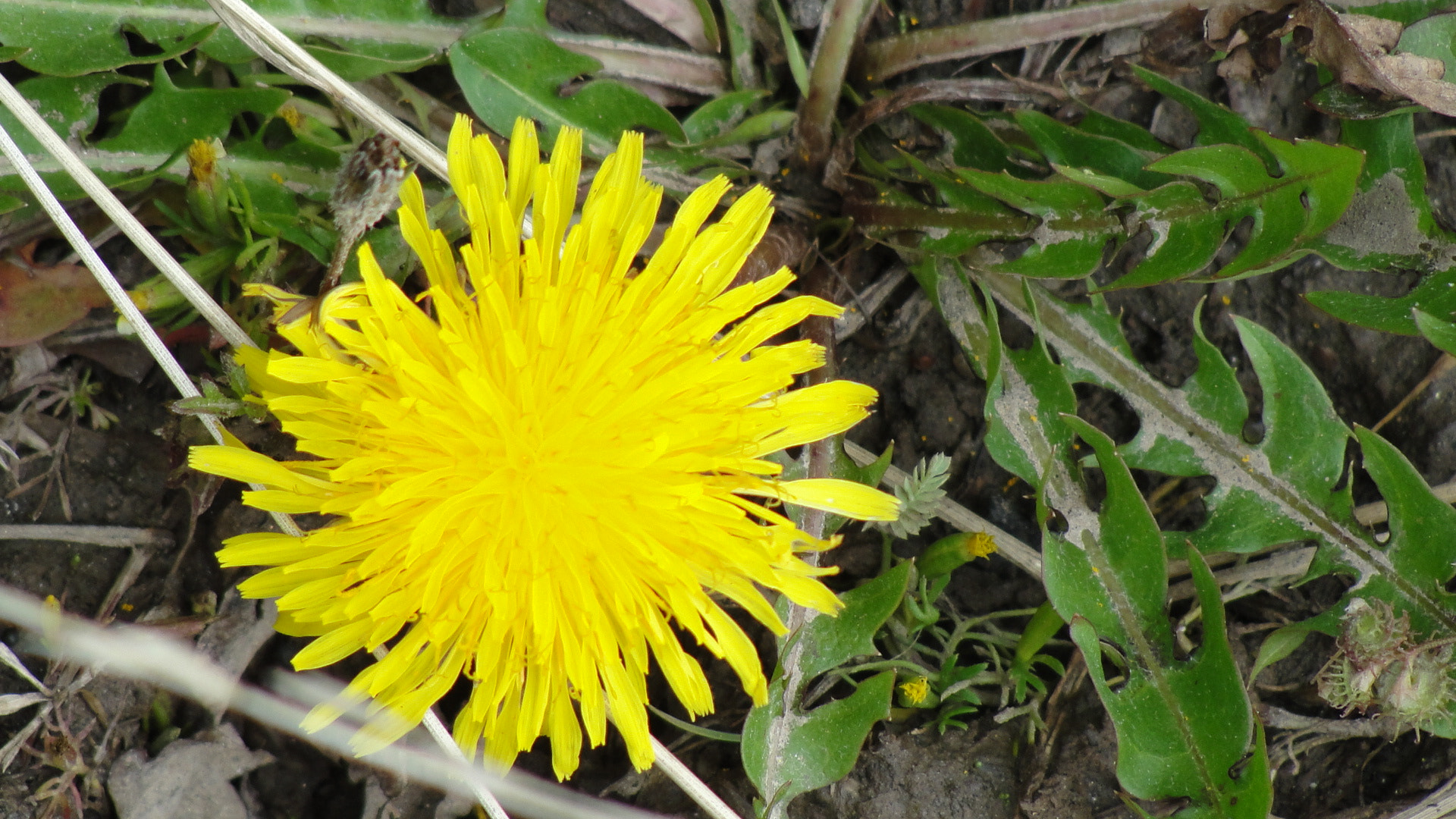 500px provided description: toma n?1 [#color ,#amarillo ,#naturaleza ,#flor ,#vegetaci?n ,#silvestre]