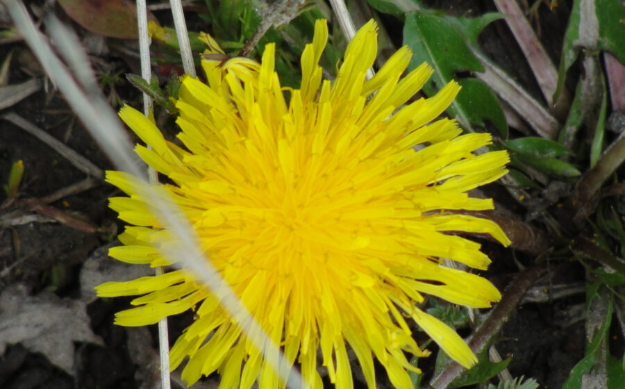 500px provided description: toma n?2 [#color ,#amarillo ,#naturaleza ,#flor ,#vegetaci?n ,#silvestre]