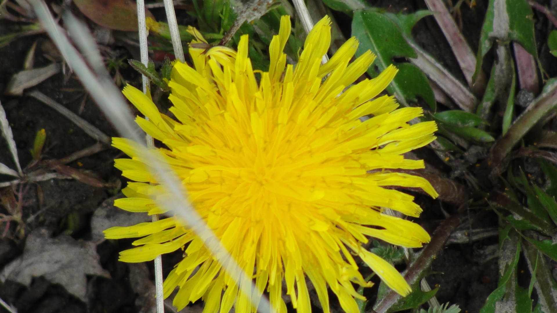 500px provided description: toma n?2 [#color ,#amarillo ,#naturaleza ,#flor ,#vegetaci?n ,#silvestre]