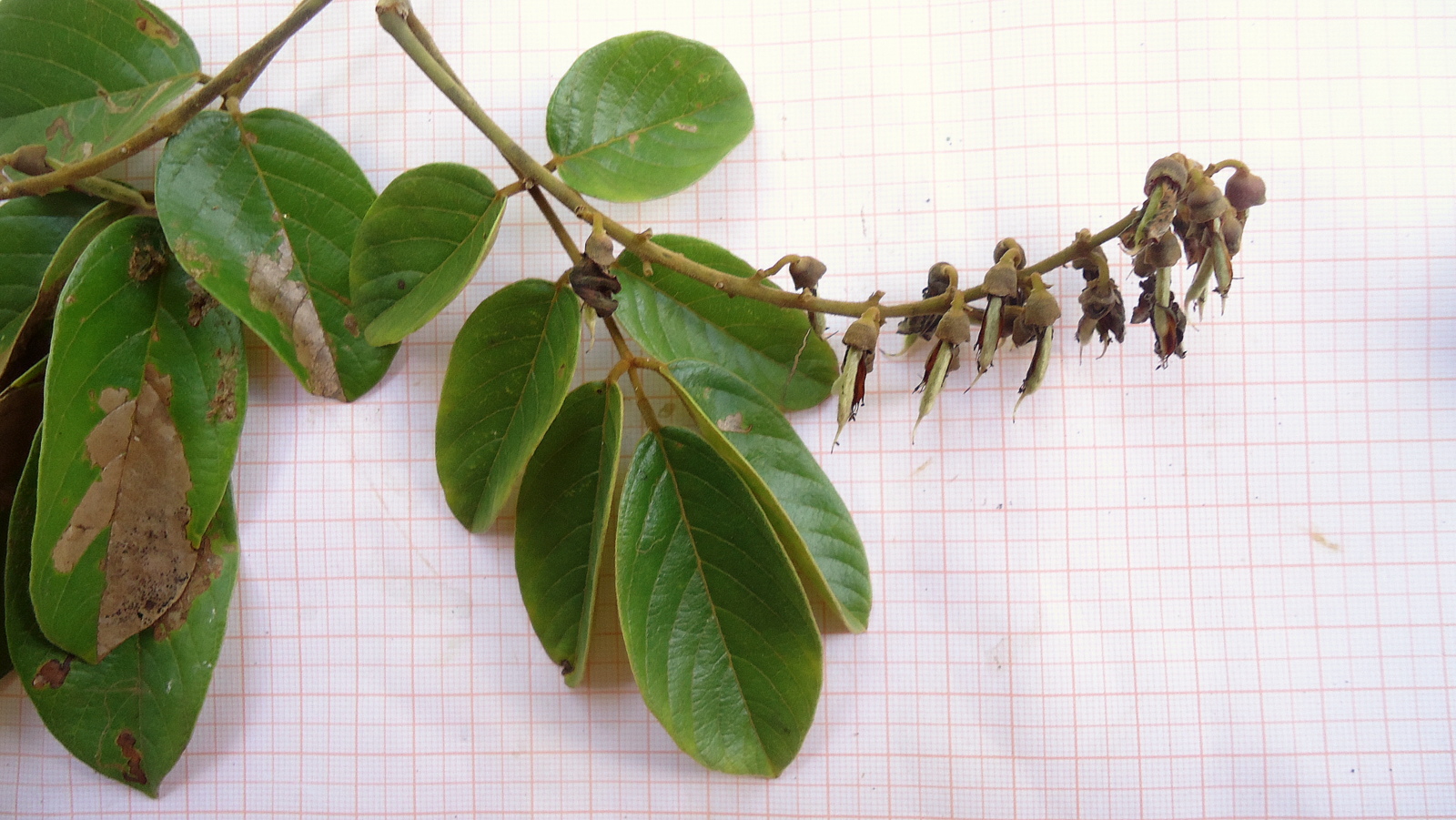Lonchocarpus sericeus (Poir.) Kunth ex DC.