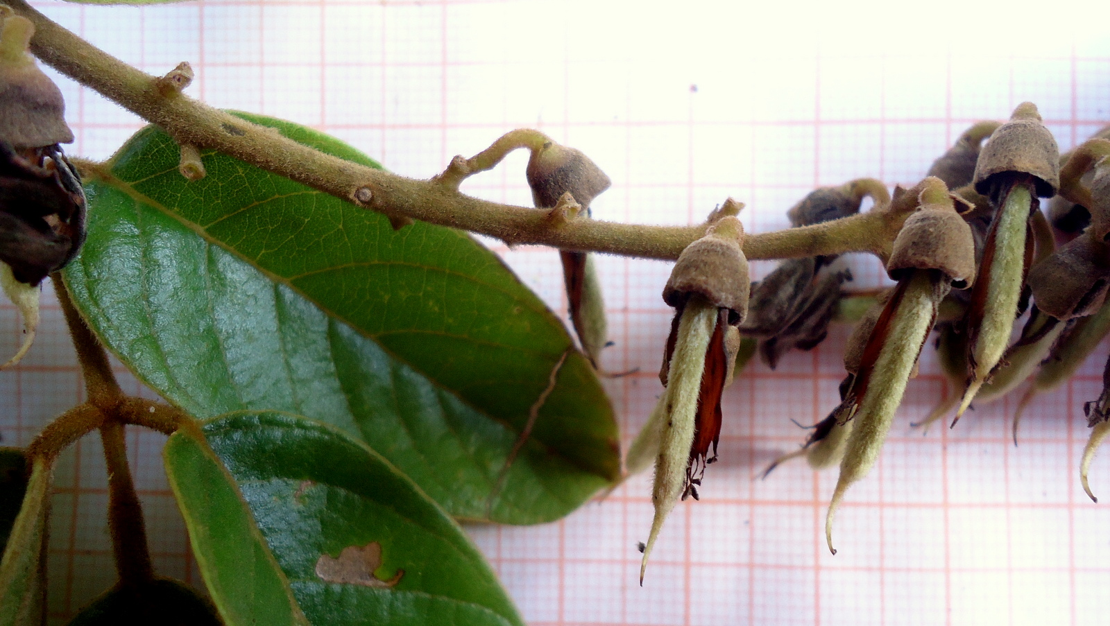 Lonchocarpus sericeus (Poir.) Kunth ex DC.