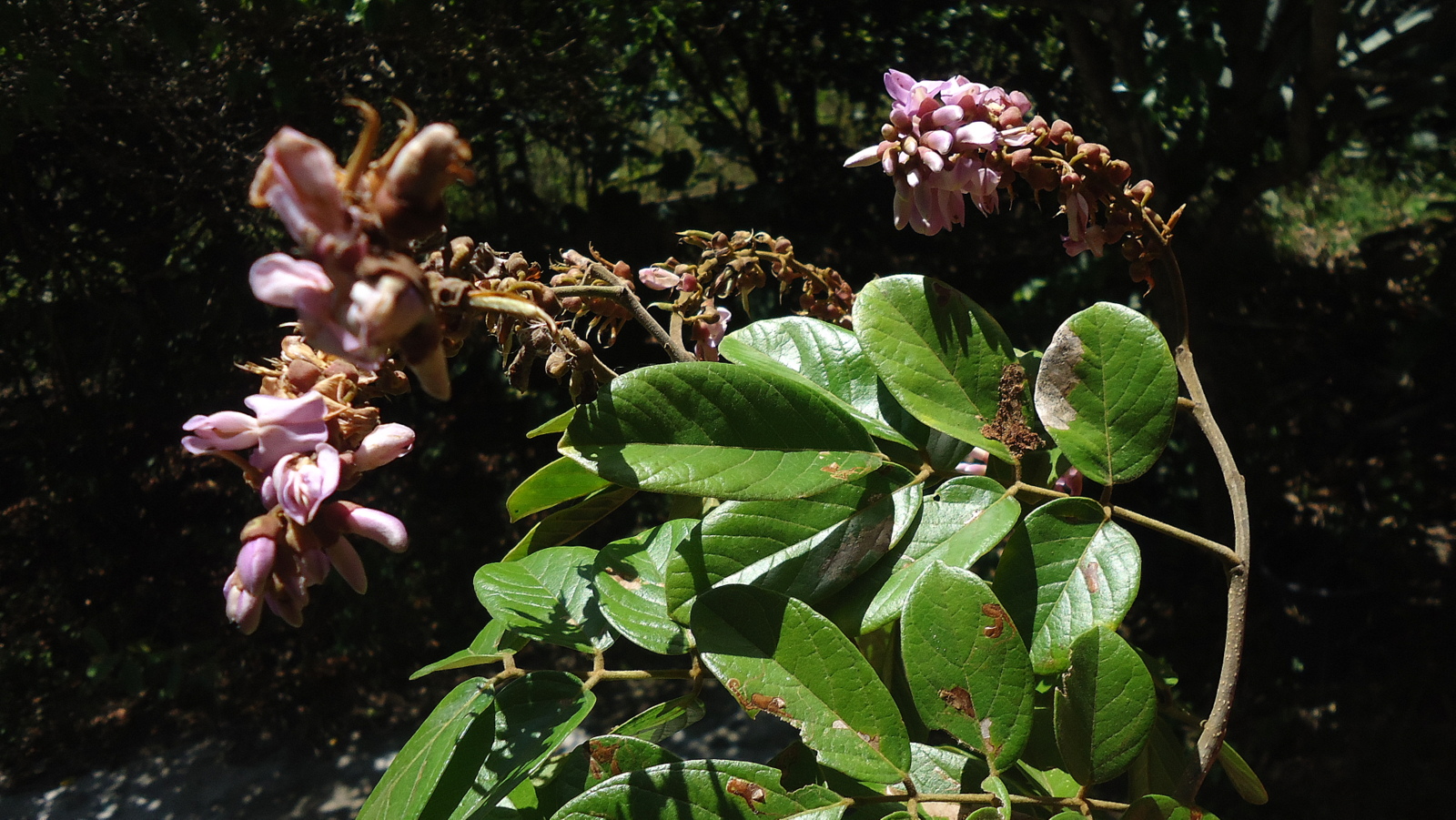Barbasco blanco: el veneno vegetal que une tradición y ciencia — Plantae