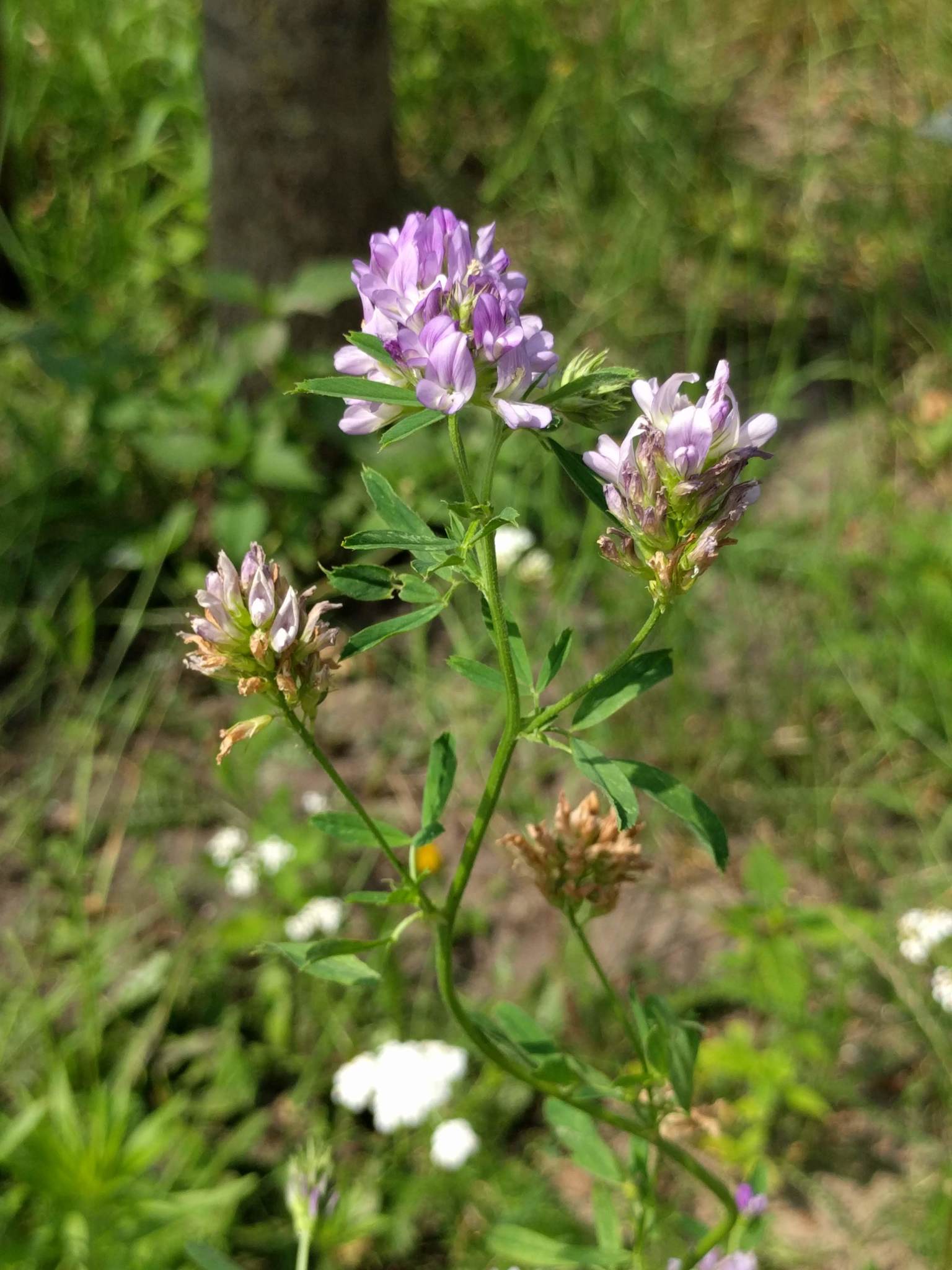 alfalfa (Medicago sativa)