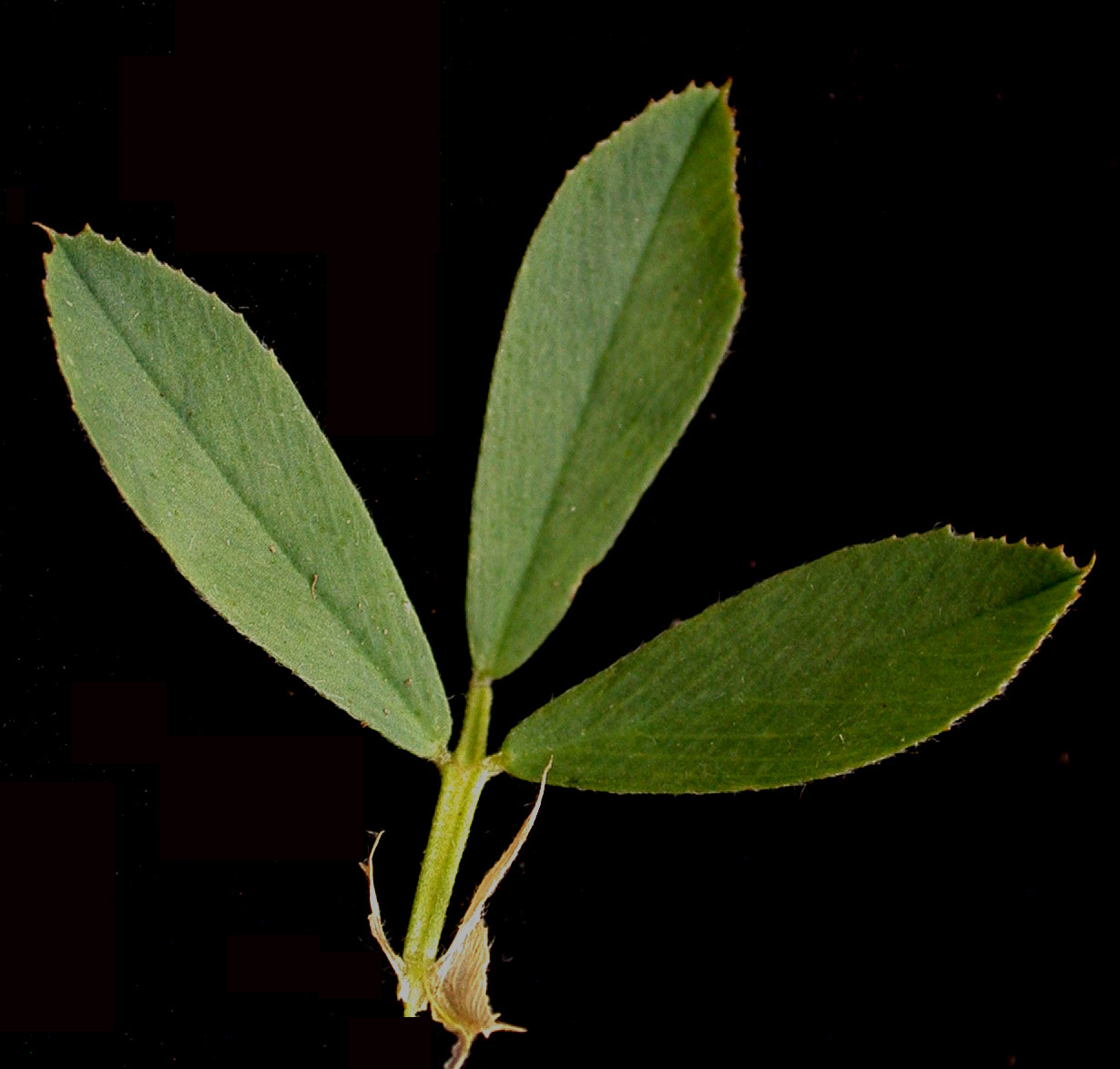 Nom français : luzerne cultivée. Nom anglais : alfalfa. Feuille et stipules de la luzerne cultivée vue de dessus.