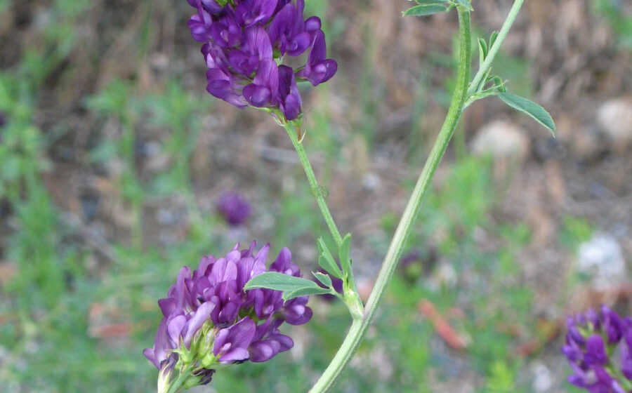 Alfalfa (Medicago sativa) near Lillooet, B. C., Canada