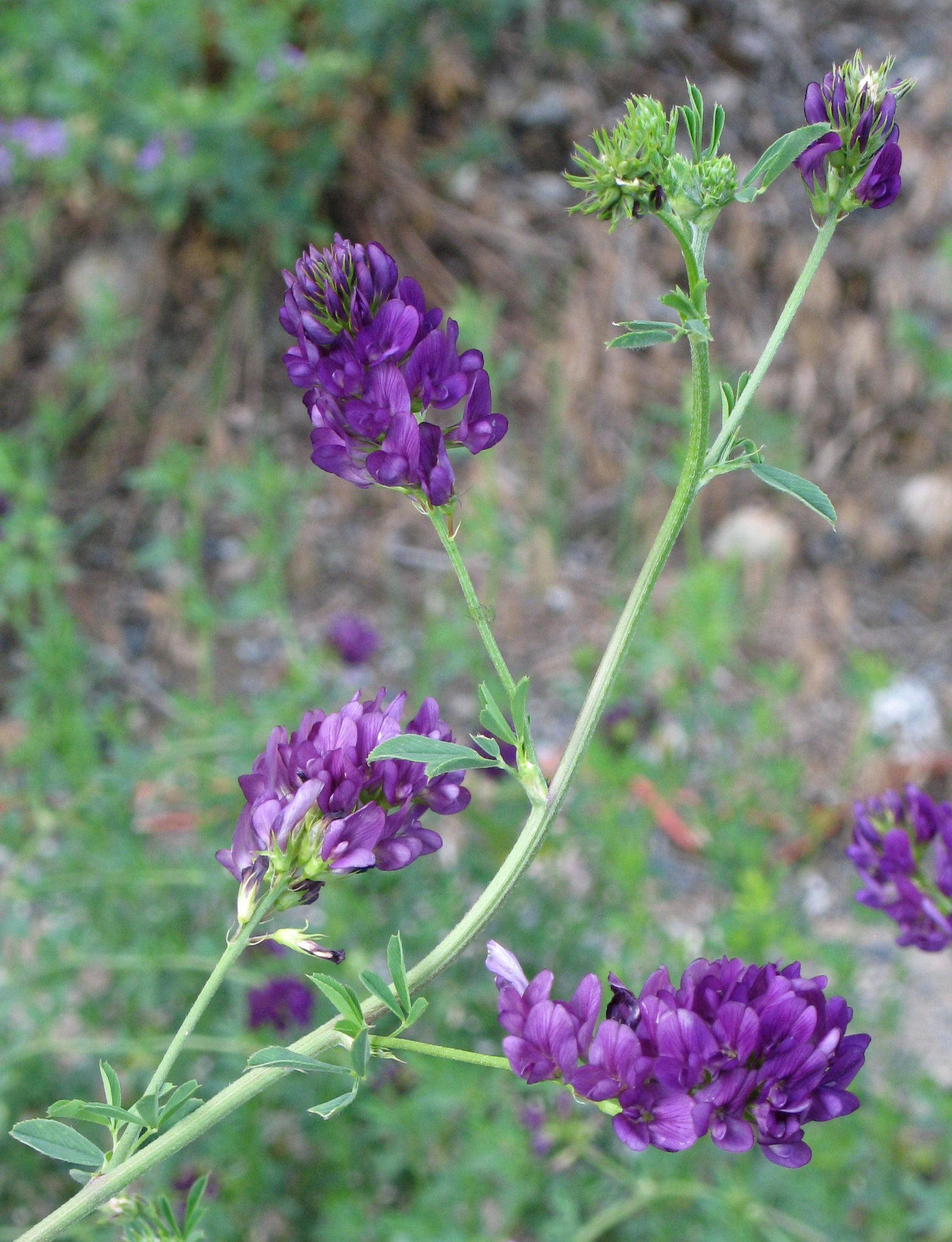 Alfalfa (Medicago sativa) near Lillooet, B. C., Canada
