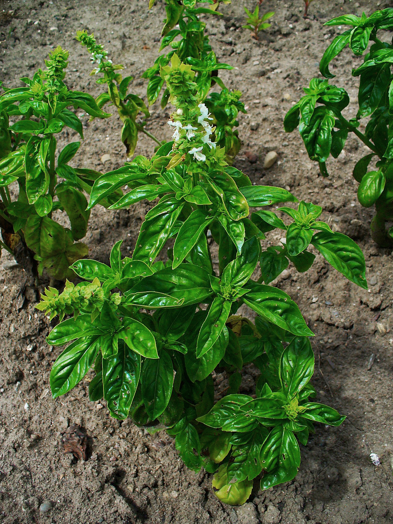 Ocimum basilicum, Lamiaceae, Sweet Basil, habitus.