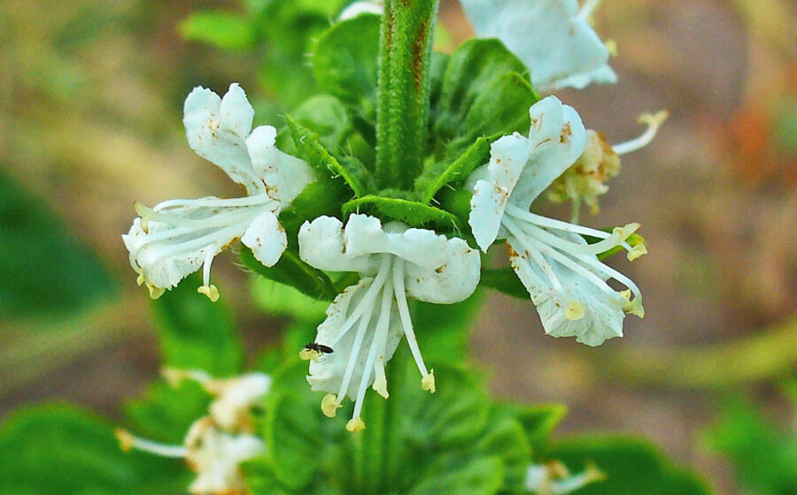 Ocimum basilicum, Lamiaceae, Sweet Basil, flowers.
