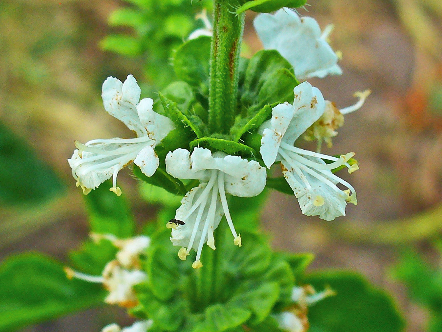 Ocimum basilicum, Lamiaceae, Sweet Basil, flowers.