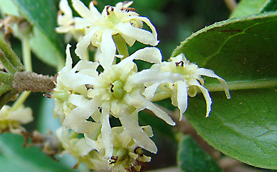 Flowers of Boldo, a common tree in central and southern Chile. In context at www.dixpix.ca/sth_cordillera/flora/myrtle/index.html
