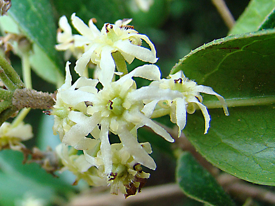 Flowers of Boldo, a common tree in central and southern Chile. In context at www.dixpix.ca/sth_cordillera/flora/myrtle/index.html