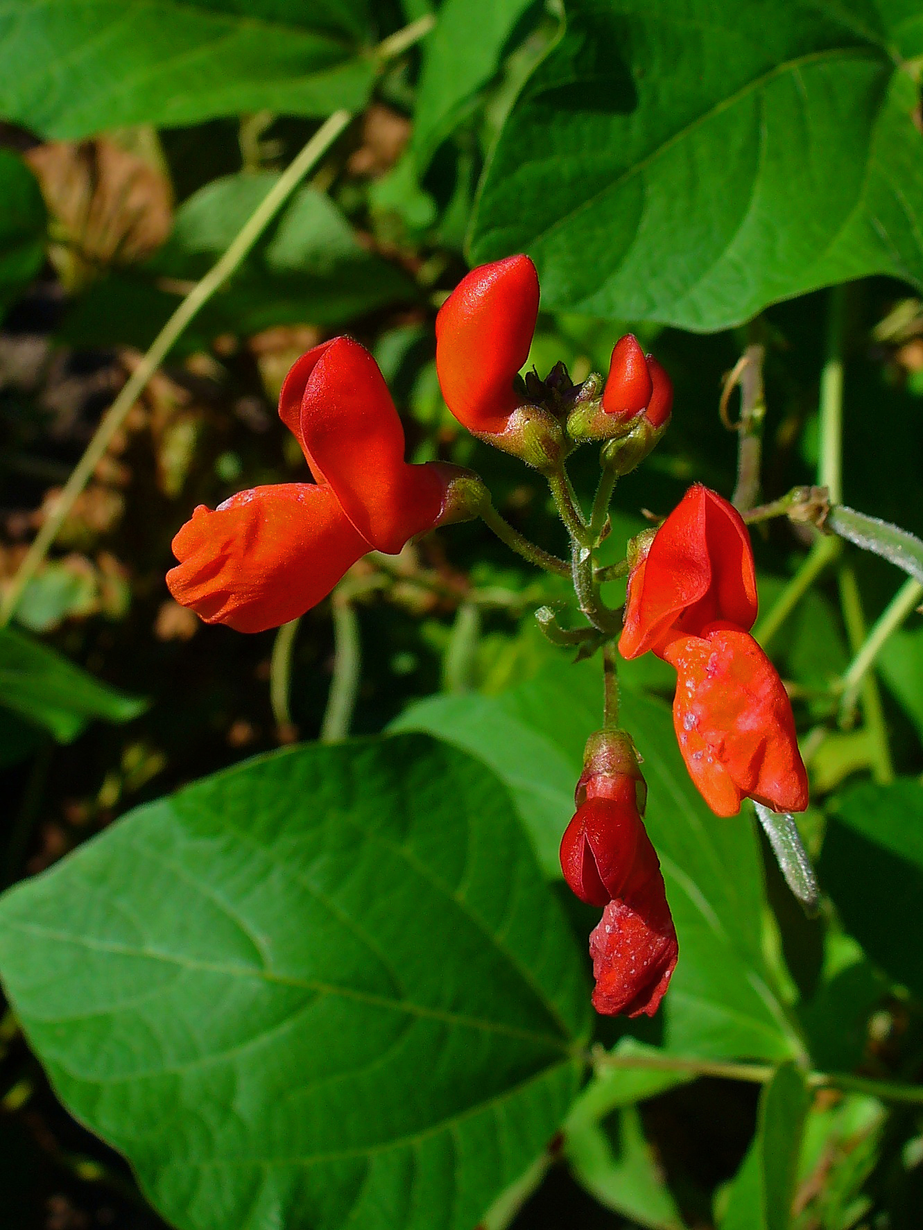 Phaseolus coccineus, Fabaceae, Runner Bean, inflorescence. Botanical Garden KIT, Karlsruhe, Germany.
