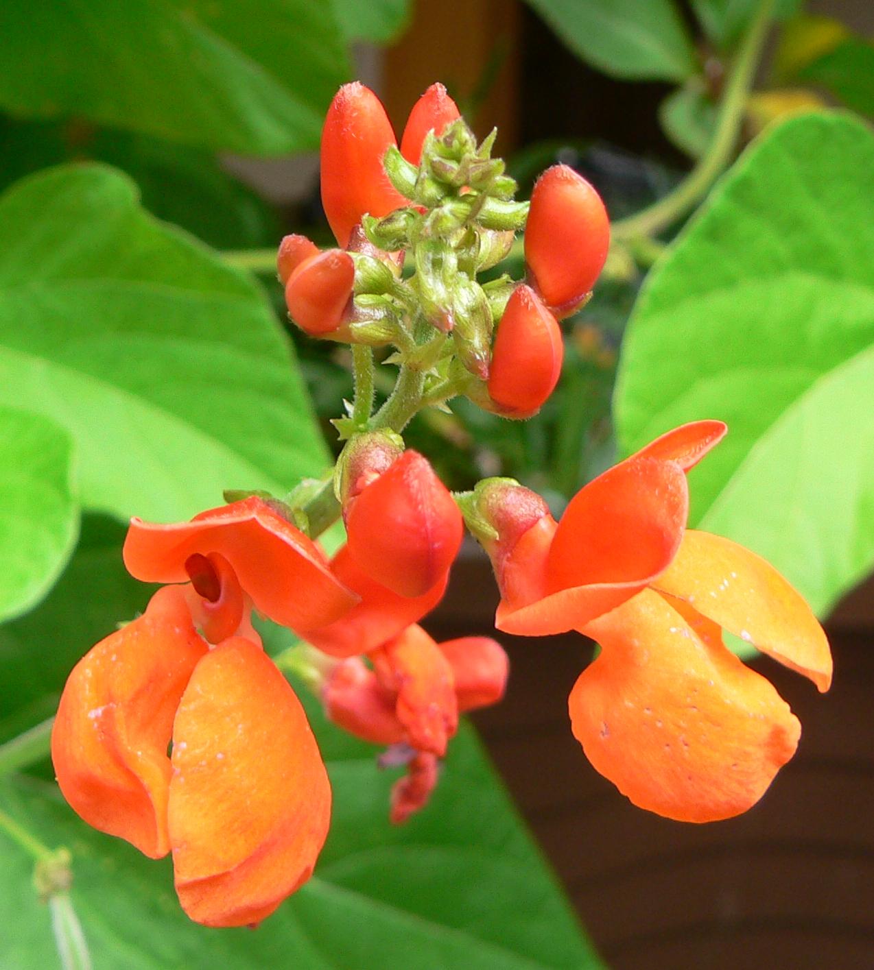 Phaseolus coccineus flores