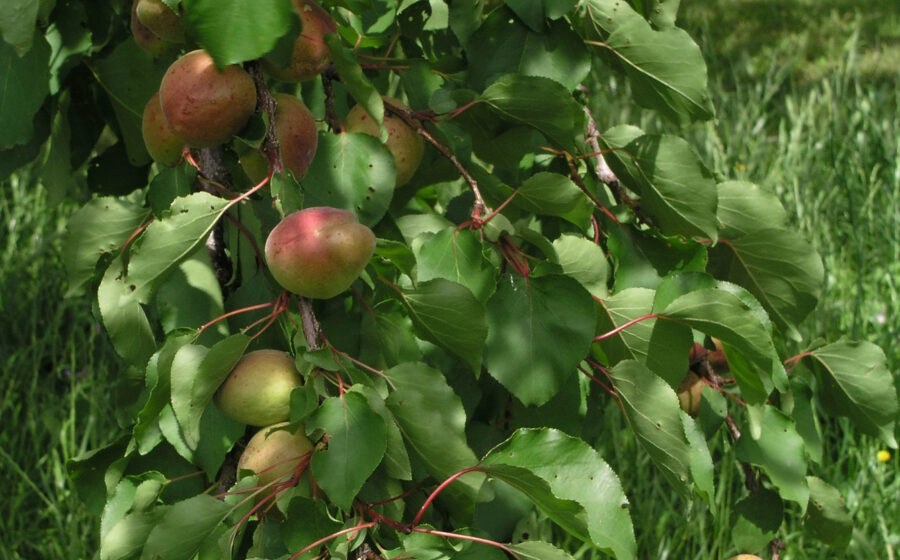 Prunus armeniaca, albaricoquero. Losar de la Vera, Cáceres, España.