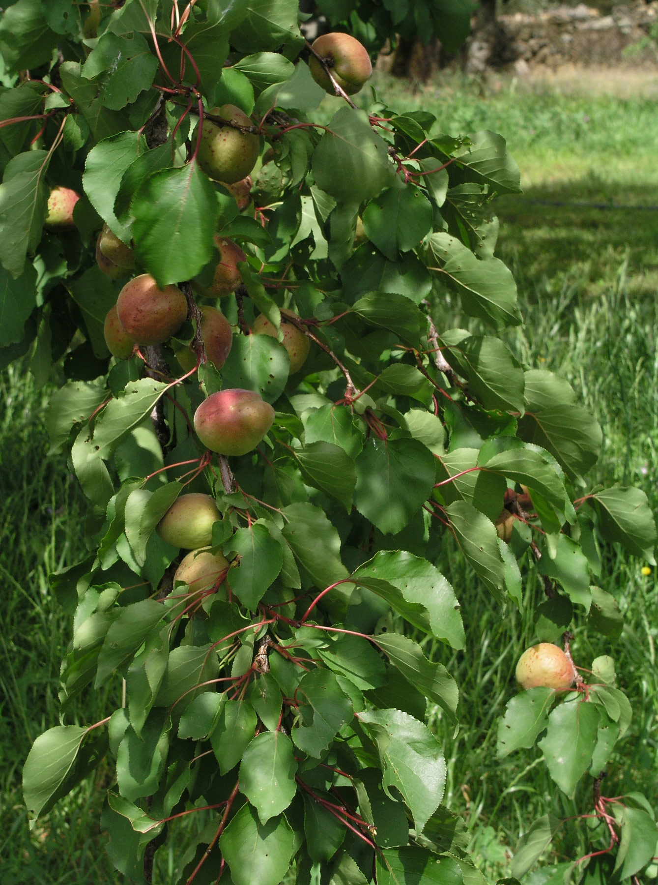 Prunus armeniaca, albaricoquero. Losar de la Vera, Cáceres, España.