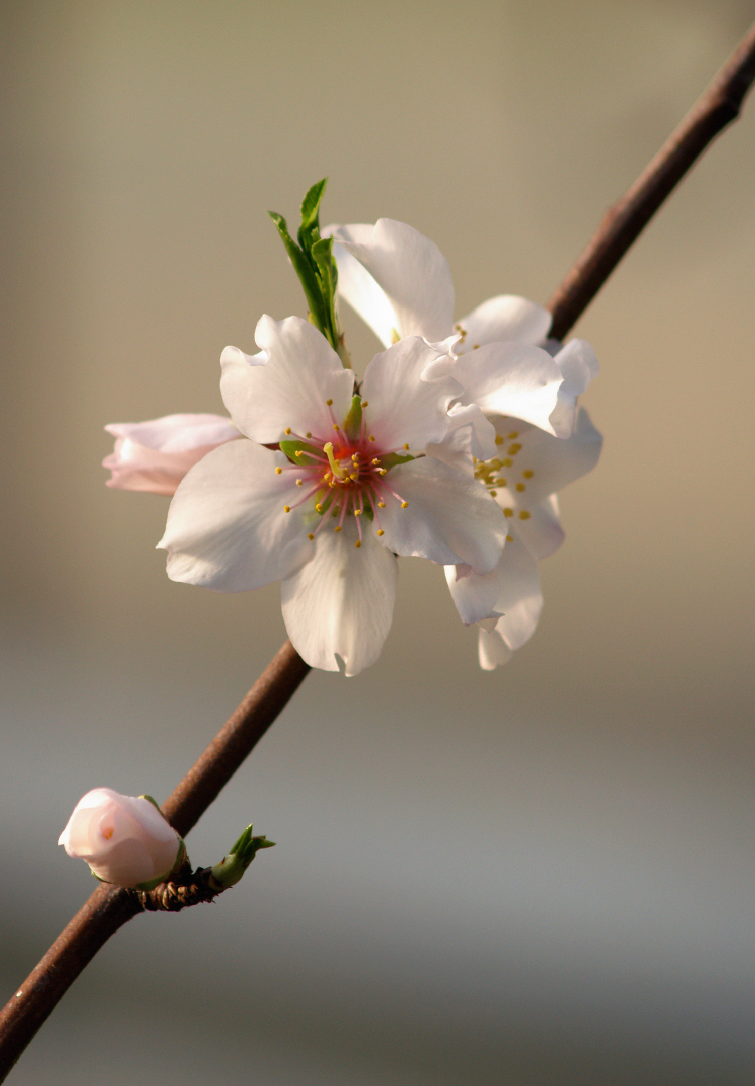 Almond flower (Prunus dulcis)