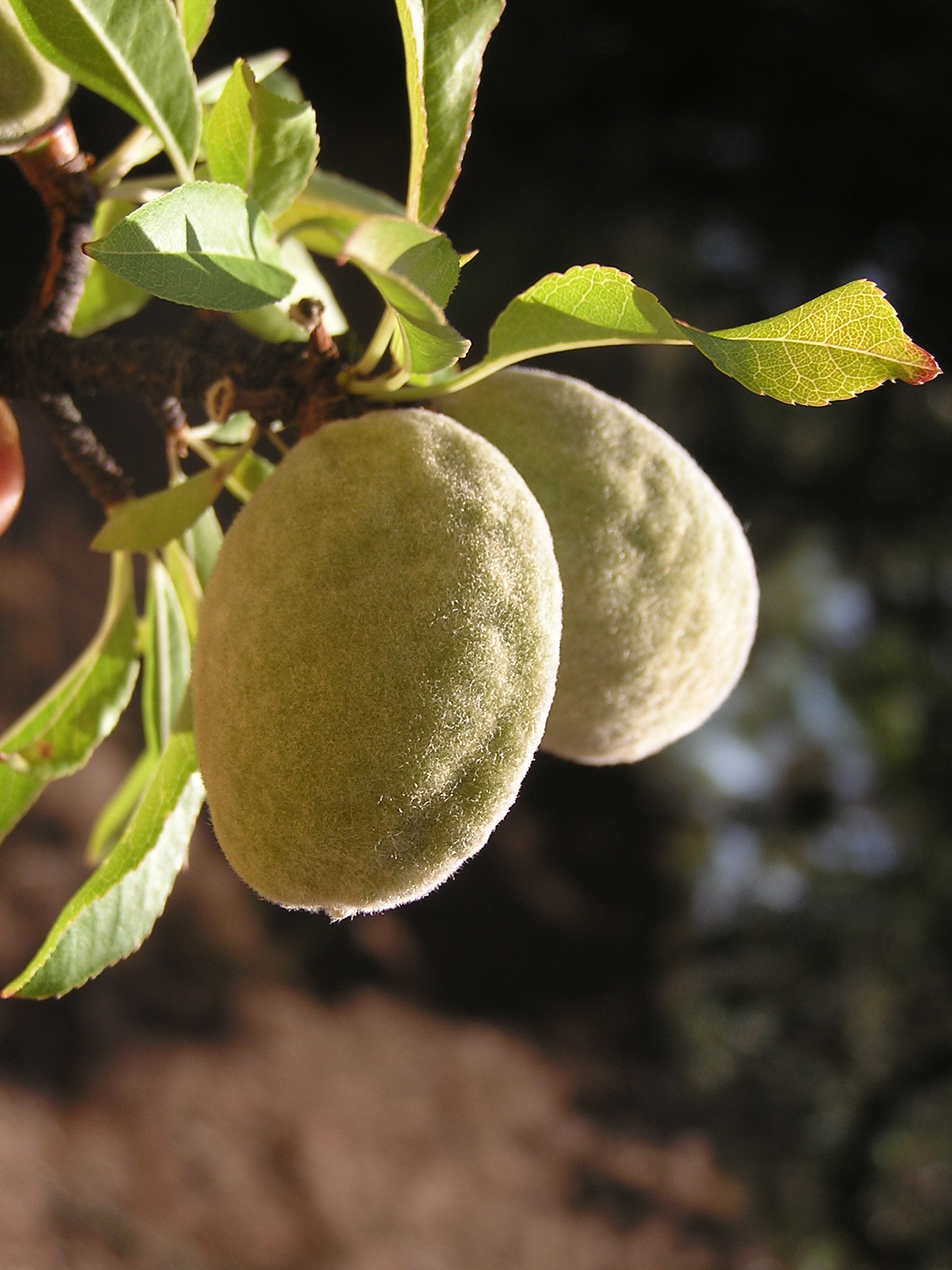 Prunus dulcis fruit