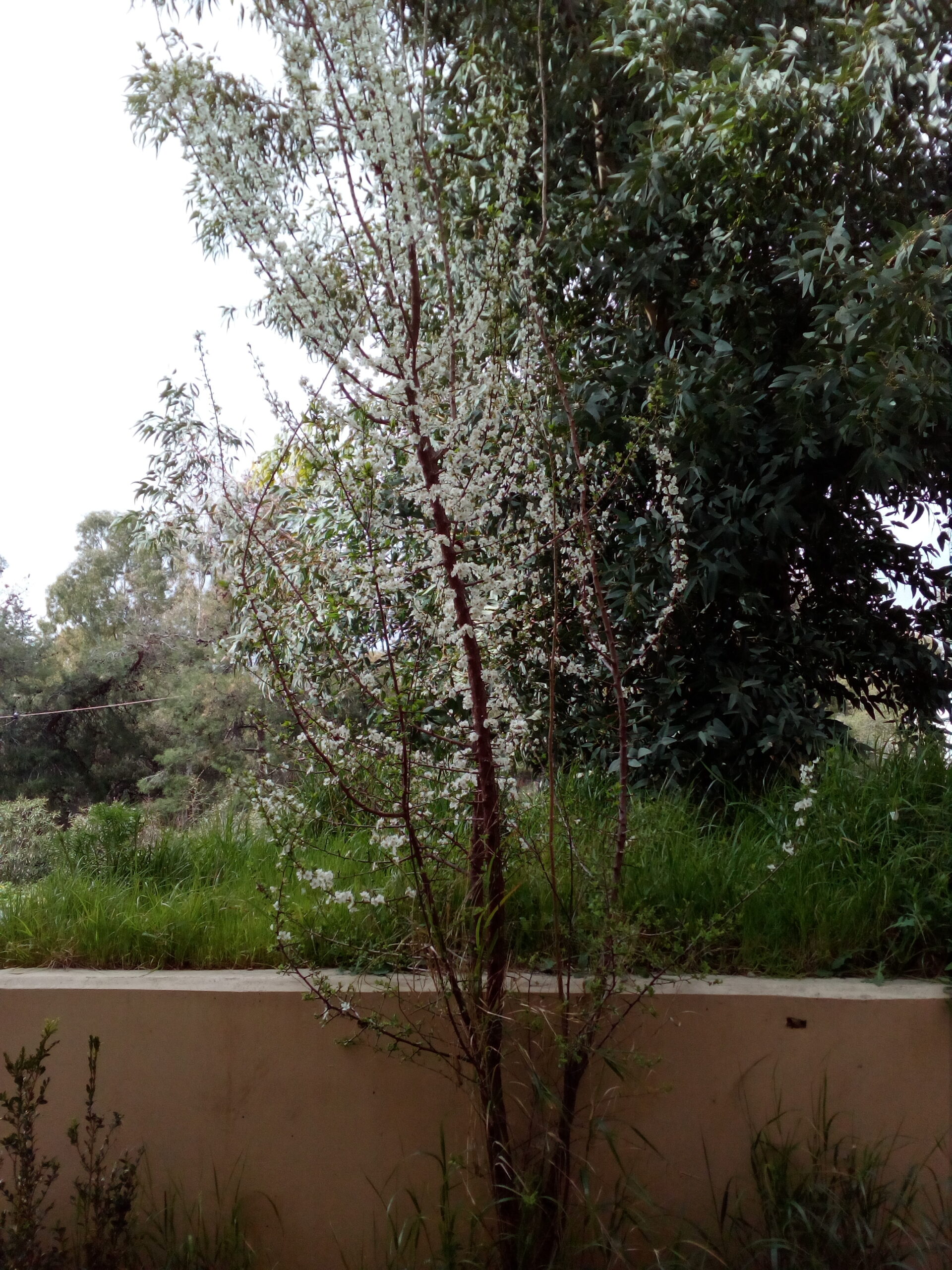 Prunus dulcis tree in Greece