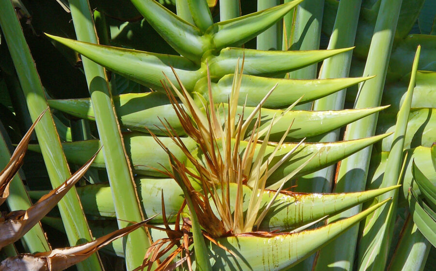 Traveller's Tree; Inflorescence; Botanical Garden Maspalomas, Gran Canaria, Canary Islands, Spain