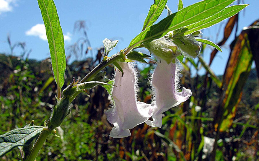 Known as Simsim in its native India and Africa. Widely planted in Mesoamerica where it is known as Sesamo and the seeds as Ajonjoli. Photo from near Liparamba, southern Tanzania. In context at www.dixpix.ca/meso_america/Flora/mints/index.html