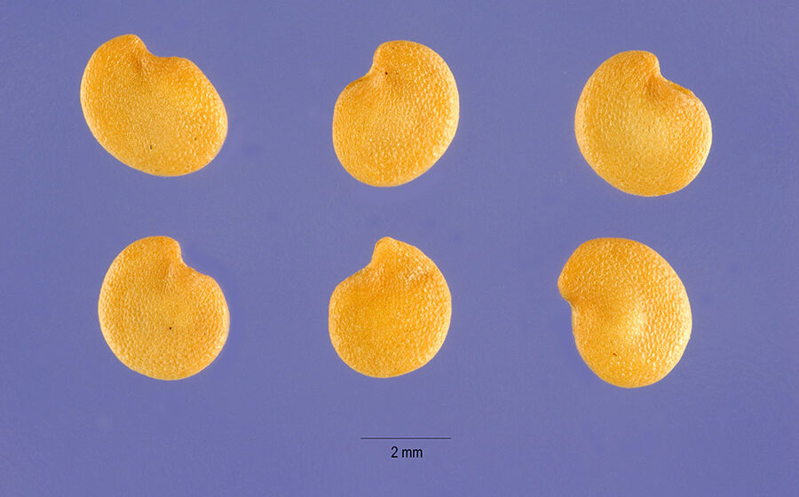 Seeds of Solanum melongena