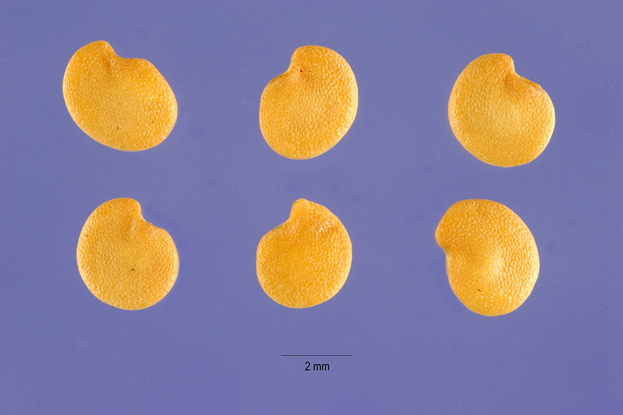 Seeds of Solanum melongena