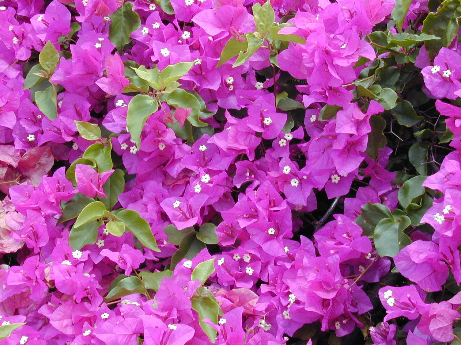 Bougainvillea spectabilis (flowerings). Location: Maui, Kula