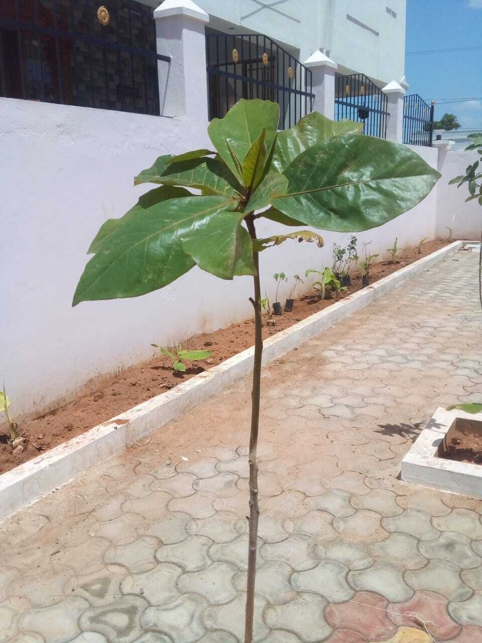 Terminalia catappa is a large tropical tree in the leadwood tree family, Combretaceae, native to Asia, Australia, the Pacific and Madagascar. Common names in English include country almond, Indian almond, Malabar almond, sea almond, tropical almond, beach almond and false kamani.