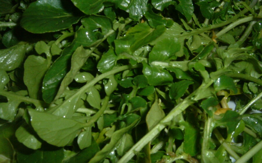 Watercress (Nasturtium officinale), a water-loving plant that is used in salads and soups.