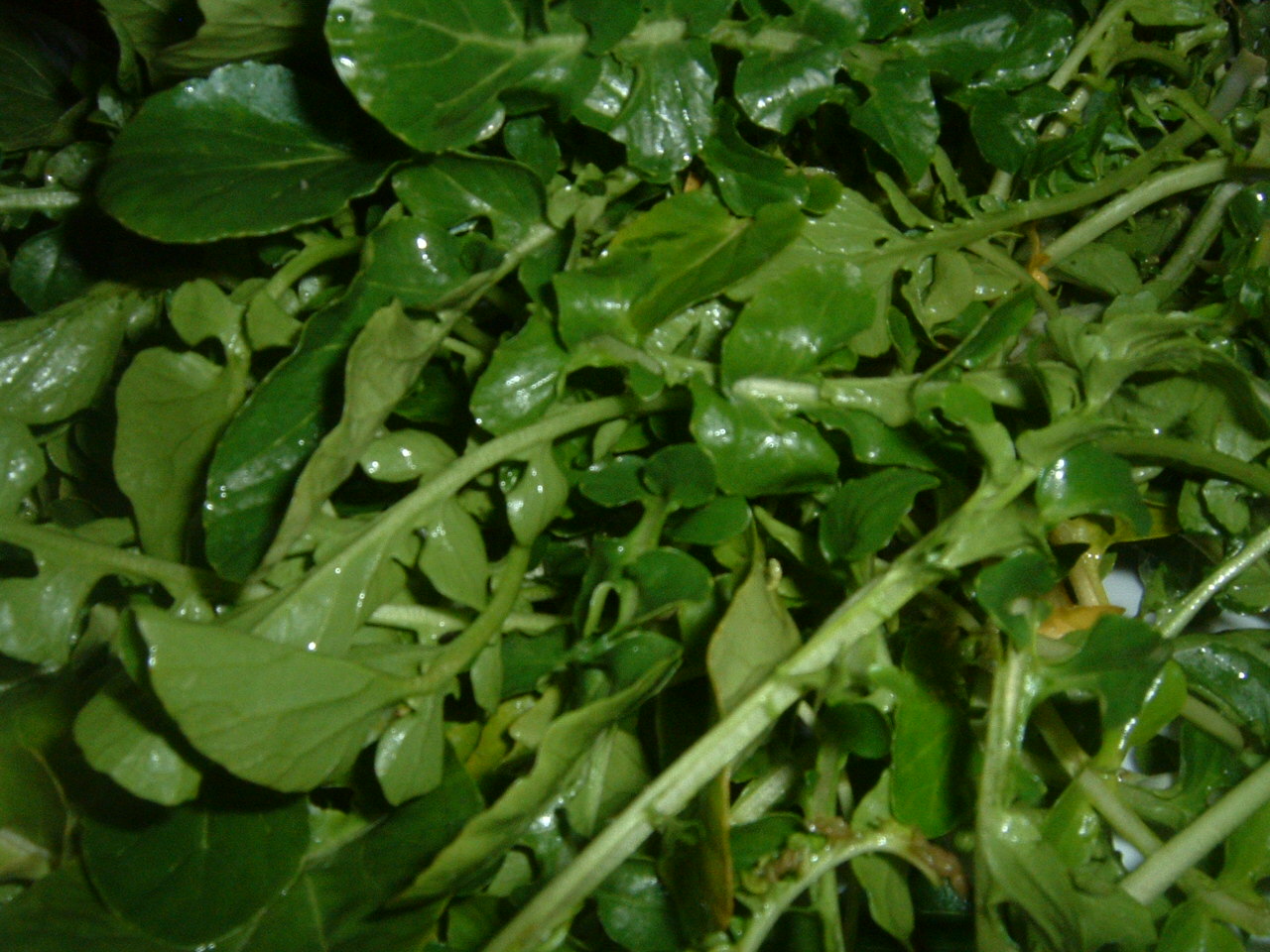 Watercress (Nasturtium officinale), a water-loving plant that is used in salads and soups.