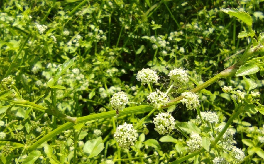 Apium nodiflorum
