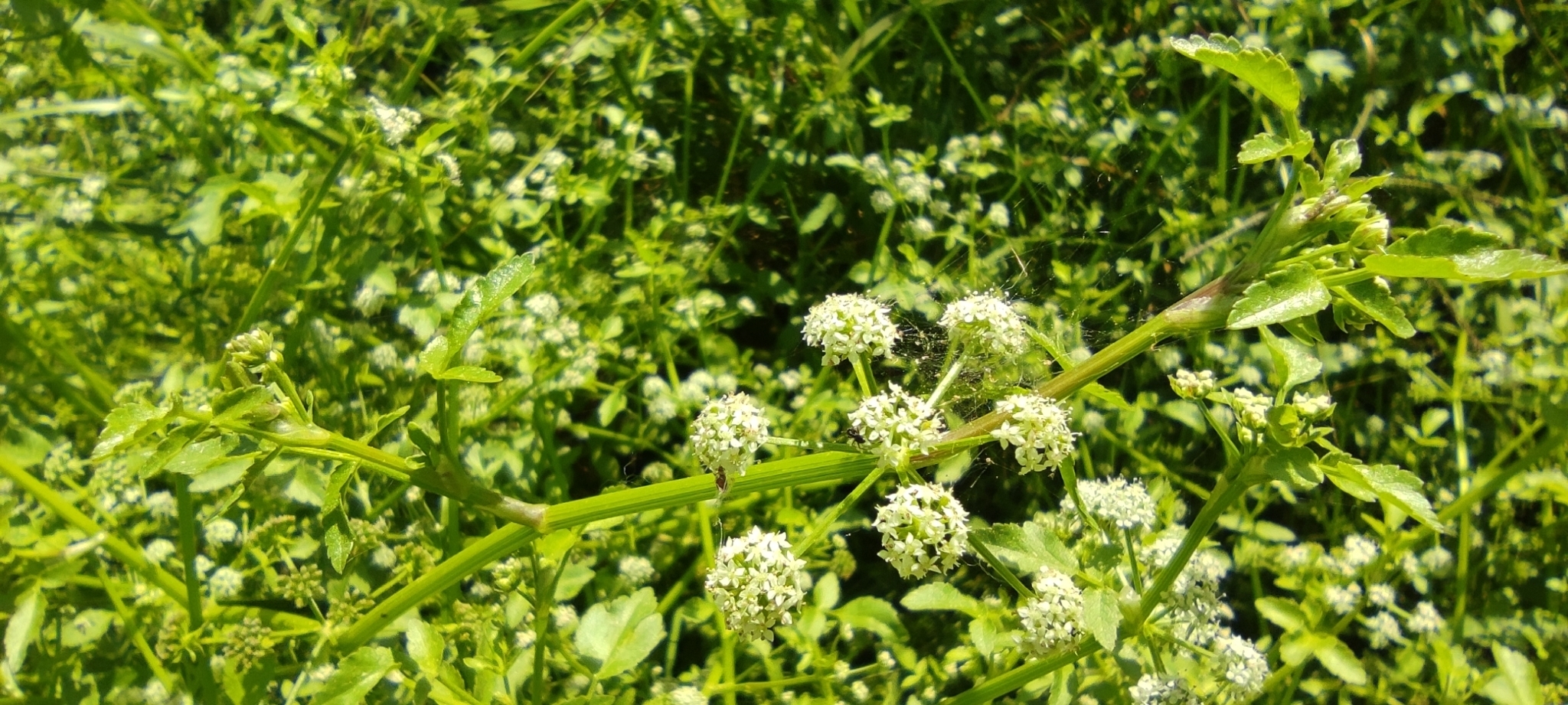 Apium nodiflorum