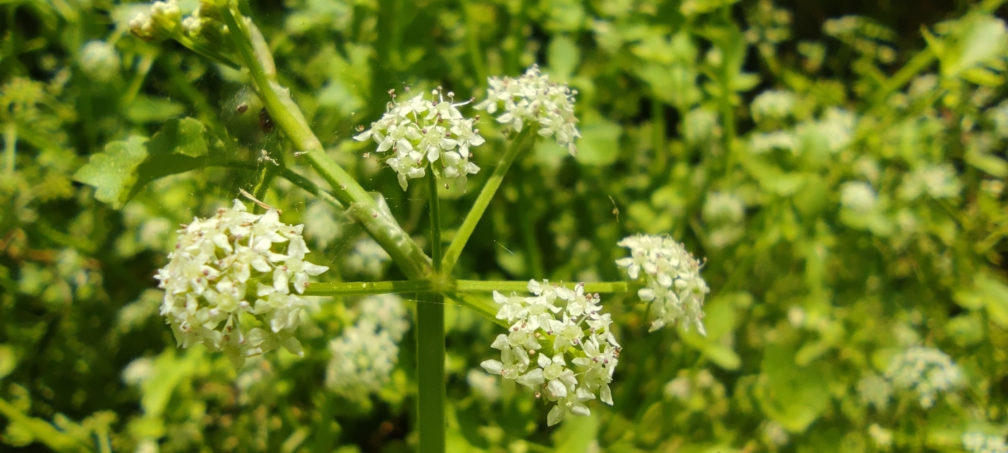 Apium nodiflorum