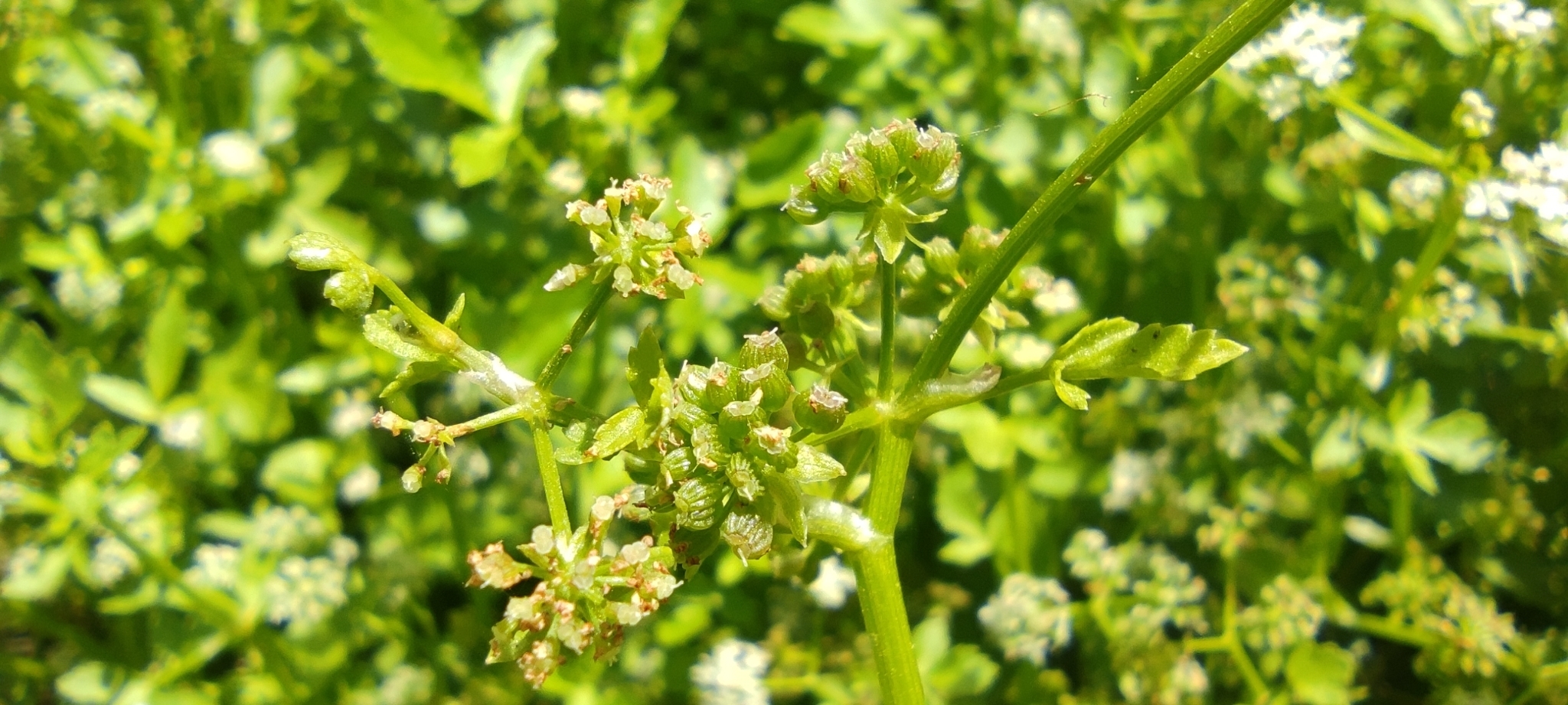 Apium nodiflorum
